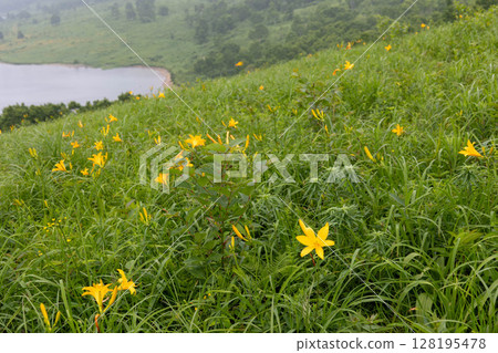 Nozorikisuge of Lake Nozori, Nakanojo Town, Gunma Prefecture Nozorikisuge of Lake Nozori, Nakanojo Town, Gunma Prefecture 128195478