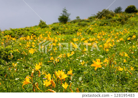 Nozorikisuge of Lake Nozori, Nakanojo Town, Gunma Prefecture Nozorikisuge of Lake Nozori, Nakanojo Town, Gunma Prefecture 128195483