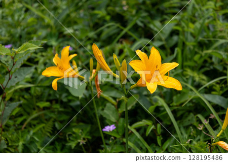 群馬縣中之條町野里湖的野接木菅 128195486