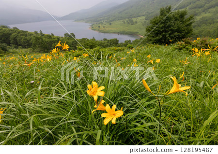 Nozorikisuge of Lake Nozori, Nakanojo Town, Gunma Prefecture 128195487