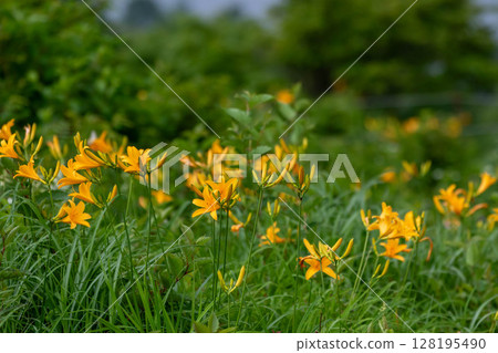 Nozorikisuge of Lake Nozori, Nakanojo Town, Gunma Prefecture 128195490