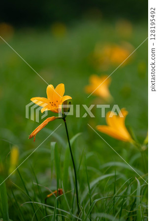 Nozorikisuge of Lake Nozori, Nakanojo Town, Gunma Prefecture 128195492