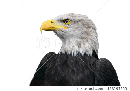 portrait american bald eagle isolated on white background 128195533