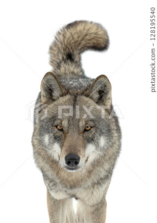 Gray wolf approaches with alert expression isolated on white background 128195540