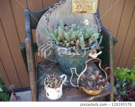 Succulent display 128195576
