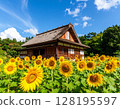 Old house in summer and sunflower field in full bloom｜Summer Countryside with Sunf 128195597