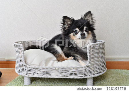 Favorite Bed: Senior Dog's Life Favorite Bed: Senior Dog's Life 128195756