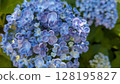 繡球花 花朵 花 128195827
