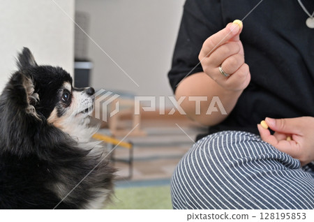 Snack time for my dog Chihuahua Snack time for my dog Chihuahua 128195853