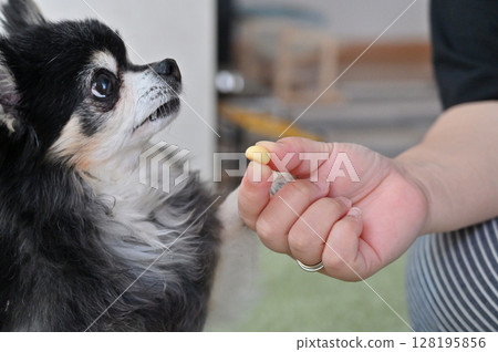 我的狗吉娃娃的零食時間 128195856