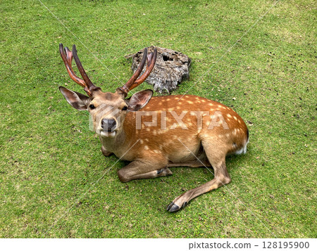 A male Japanese deer sitting on the grass and staring at me A male Japanese deer sitting on the grass and staring at me 128195900