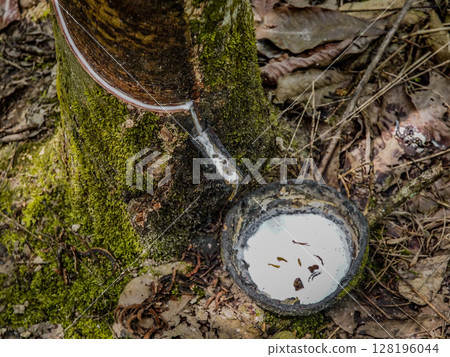 Natural Rubber Harvest Scene: Milky White Latex Dripping From A Tree Trunk Into A Collecting Bowl Amidst The Verdant Plantations Of Sumatra, Indonesia Natural Rubber Harvest Scene: Milky White Latex Dripping From A Tree Trunk Into A Collecting Bowl Amidst The Verdant Plantations Of Sumatra, Indonesia 128196044