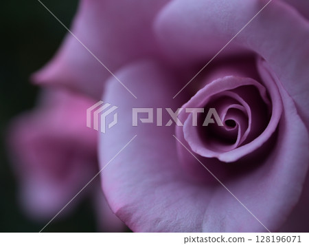 Beautiful purple roses blooming in May Beautiful purple roses blooming in May 128196071