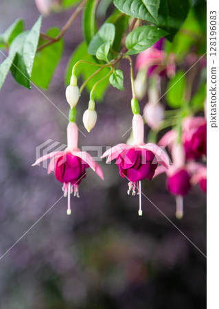 Fuchsia Fuchsia 128196083