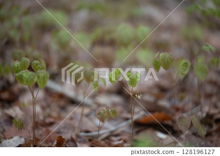 Freshwater leek Freshwater leek 128196127