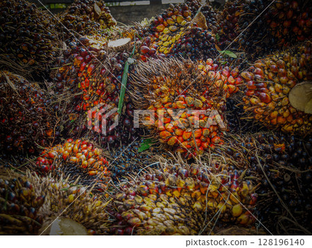 Freshly Gathered Palm Oil Fruits: Vibrant Harvest Displayed In Wedges In North Sumatra Freshly Gathered Palm Oil Fruits: Vibrant Harvest Displayed In Wedges In North Sumatra 128196140