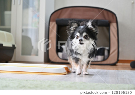 我家狗狗的日常生活 客廳 長毛吉娃娃 128196180