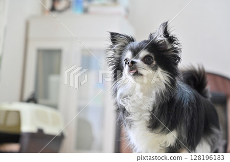 我家狗狗的日常生活 客廳 長毛吉娃娃 128196183