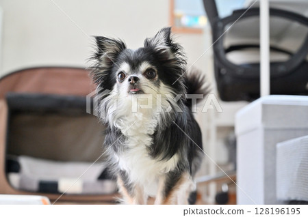 My dog's daily life Living room Long coat Chihuahua My dog's daily life Living room Long coat Chihuahua 128196195