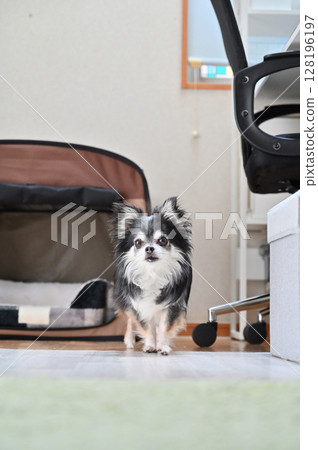 My dog's daily life Living room Long coat Chihuahua My dog's daily life Living room Long coat Chihuahua 128196197