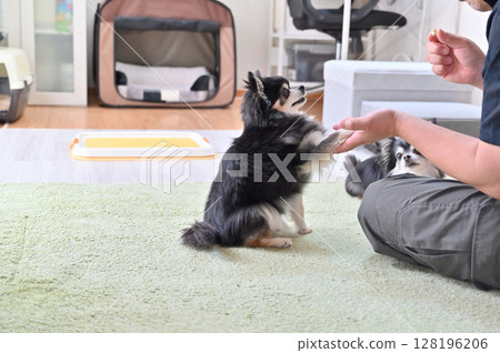 一位男主人正在和他心愛的吉娃娃玩耍 一位男主人正在和他心愛的吉娃娃玩耍 128196206