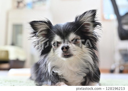 Close-up of my dozing dog, a long-coated Chihuahua 128196213