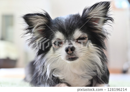 特寫鏡頭：我打瞌睡的狗，一隻長毛吉娃娃 128196214