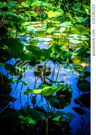 Reflected sky and water lilies Reflected sky and water lilies 128196283