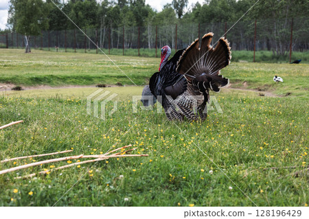 A beautiful large turkey walks along the lawn. A large turkey, demonstrating his bloated feathers for the tail, walking along the green meadow, creating a charming scene of the beauty of nature. A beautiful large turkey walks along the lawn. A large turkey, demonstrating his bloated feathers for the tail, walking along the green meadow, creating a charming scene of the beauty of nature. 128196429
