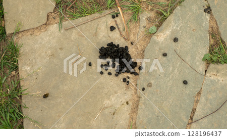Scattered dark deer droppings dotting a stone pathway, surrounded by lush grass and twigs, create a vivid representation of a natural outdoor scene rich in wildlife activity. Scattered dark deer droppings dotting a stone pathway, surrounded by lush grass and twigs, create a vivid representation of a natural outdoor scene rich in wildlife activity. 128196437