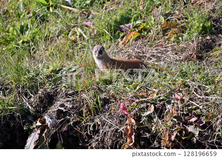 黃鼠狼野生動物 128196659