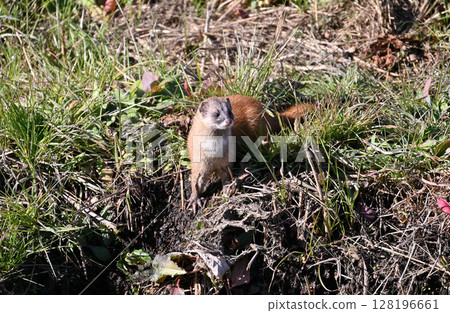 Weasel Wild Animals 128196661