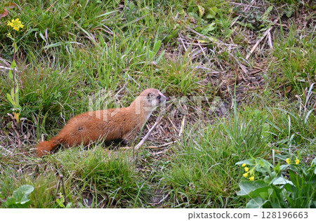 Weasel Wild Animals 128196663