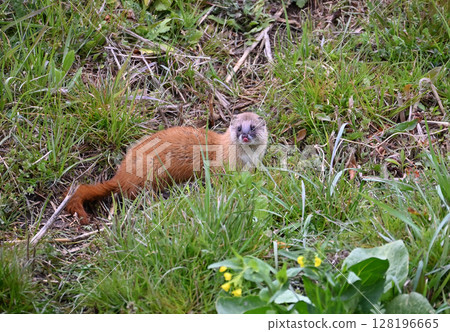 黃鼠狼野生動物 128196665