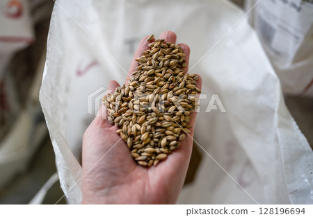 Hand holding pale malt grains for beer brewing in brewery in craft brewery 128196694