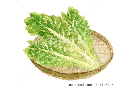 Illustration material of romaine lettuce on a colander drawn in watercolor [hand-drawn] White background For cutting Copy space 128196727