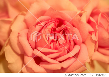 Close-up of a pink rose 128196986