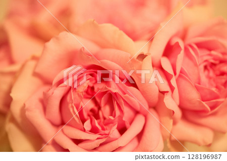 Soft pink rose 128196987