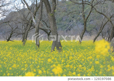 Field of rapeseed flowers in the Irita willow forest in Kochi Prefecture Field of rapeseed flowers in the Irita willow forest in Kochi Prefecture 128197086