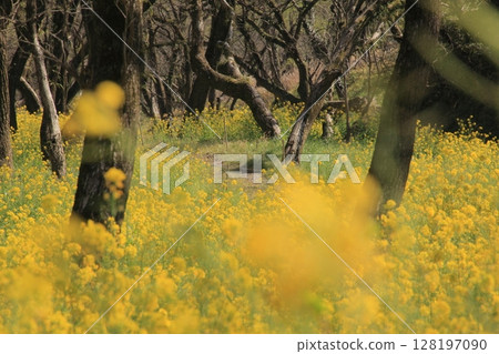 高知縣入田柳林的油菜花田 128197090