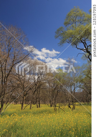 Field of rapeseed flowers in the Irita willow forest in Kochi Prefecture Field of rapeseed flowers in the Irita willow forest in Kochi Prefecture 128197093