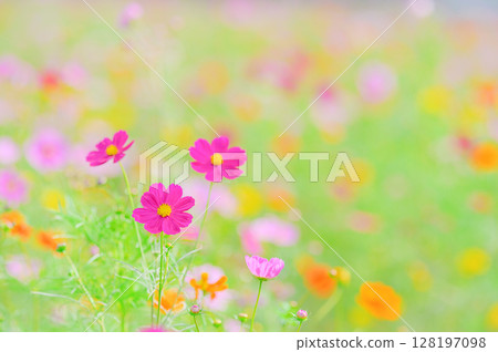 Autumn scenery with colorful cosmos flowers Autumn scenery with colorful cosmos flowers 128197098