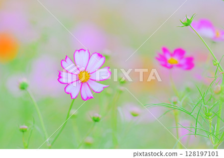 Autumn scenery with colorful cosmos flowers 128197101