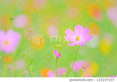 Autumn scenery with colorful cosmos flowers Autumn scenery with colorful cosmos flowers 128197107