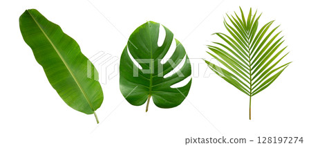 Banana green leaf tropical plant isolated on white background. Banana green leaf tropical plant isolated on white background. 128197274