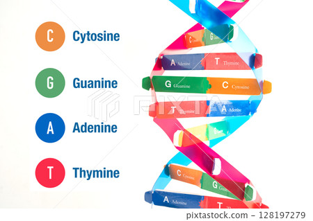 DNA molecule spiral structure model isolated on white background, chromosome and gene chemical science biology. 128197279