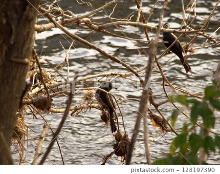 Brown-eared bulbulous on branches Brown-eared bulbulous on branches 128197390