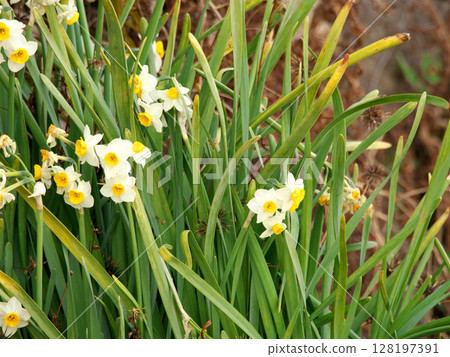Narcissus telling the arrival of spring 128197391