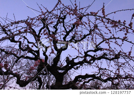 Plum blossoms shining at dusk Plum blossoms shining at dusk 128197737