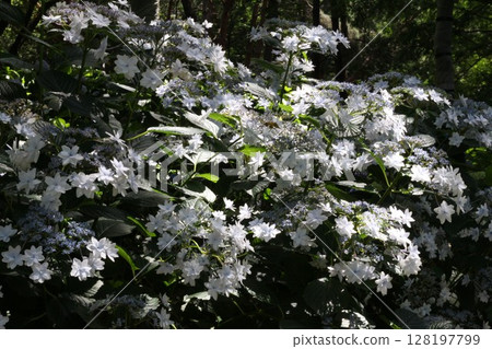 White flower White flower 128197799